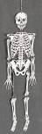 Click here to enlarge image and see more about item HALVSKEL2: Halloween Small White Metal Skeleton