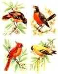 Vintage Meyercord Decal Birds
