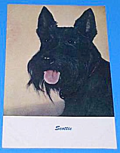 Vintage Scottie Scotty Dog Postcard