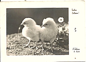 Pair of Chicks on a Austria Postcard cs10333 (Image1)
