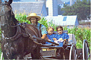 Amish Father and Daughters in Open Buggy  Postcard cs1570 (Image1)