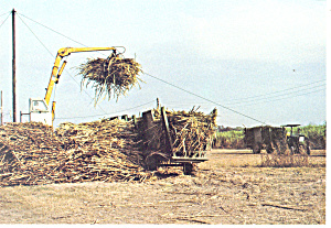 Loading Sugar Cane Postcard cs1719 (Image1)