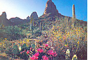 Desert In Bloom Cacti Postcard Cs1762 1990