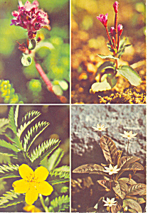 Icelandic Flora  Postcard cs1970 (Image1)