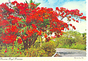 Hawaiian Royal Poinciana Tree Postcard Cs2406