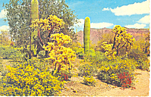 Cactus In The Desert Postcard Cs2810