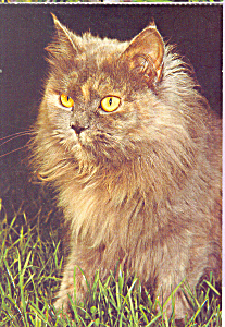 Long Haired Cat Postcard cs4207 (Image1)