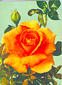 Jolies Roses De France Bettina Postcard cs4244 (Image1)