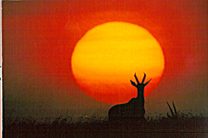 Sunrise Masai Mara National Game Preserve Kenya cs4747 (Image1)