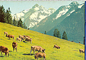 Bergkuhe Cows im Allgau Germany Postcard cs5119 (Image1)
