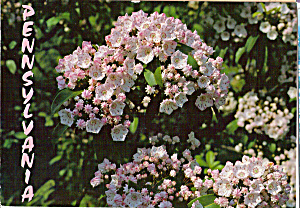 Mountain Laurel Penslyvania State Flower Cs5409