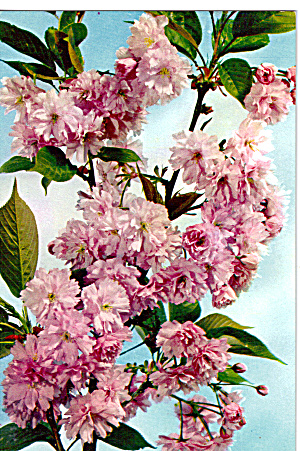 Kanzan Cherry Tree In Blossom Cs5714