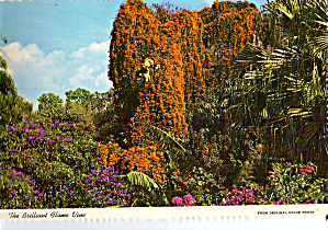 The Brilliant Flame Vine Cypress Gardens cs6155 (Image1)