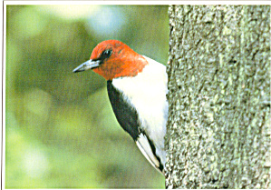 Red Headed Woodpecker Postcard cs6282 (Image1)