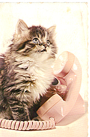 Longhair Domestic Cat Postcard Cs6318