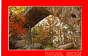 Natural Rock Bridge Daniel Boone National Forest Cs6331