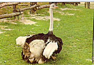 Ostrich at Great Adventure Jackson NJ Postcard cs6746 (Image1)