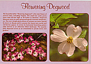 Dogwood Blossoms Postcard Cs7050