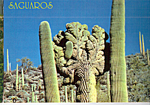 Saguaro Cactus Postcard cs7425 (Image1)