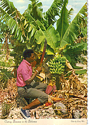 Cutting Bananas In The Bahamas Cs7568