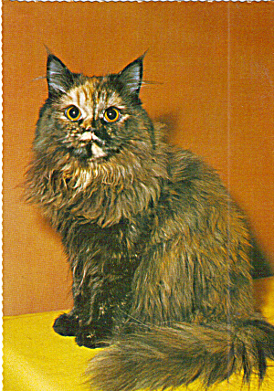 Long Haired Cat Postcard cs7723 (Image1)