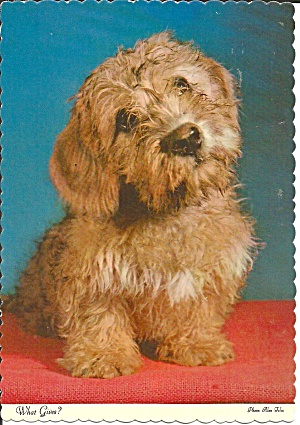 Cute Terier What Gives  Postcard cs8622 (Image1)