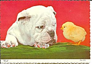 Bulldog looking at a baby chick Postcard cs8624 (Image1)