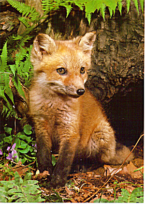 Red Fox Kit Large Postcard lp0549 (Image1)
