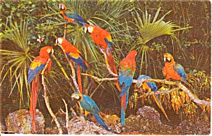 Parrot Jungle FL Postcard n0188 (Image1)