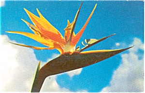 Bird Of Paradise La City Flower Postcard N0215