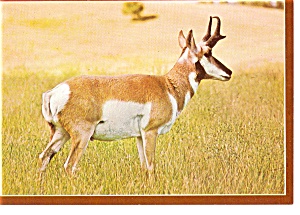 Pronghorn Antelope Postcard n0880 (Image1)