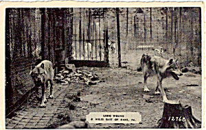 Lobo Wolves Postcard n1357 (Image1)