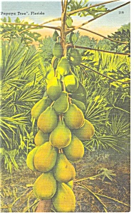 Papaya Tree in Florida Linen Postcard p10296 (Image1)