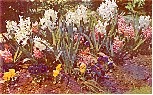Spring Hyacinths and Pansies  Postcard p1075 (Image1)