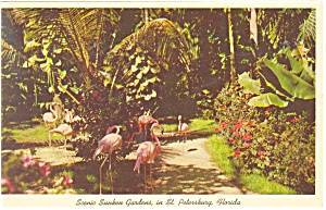 St Petersburg FL Sunken Gardens Postcard p10784 1964 (Image1)