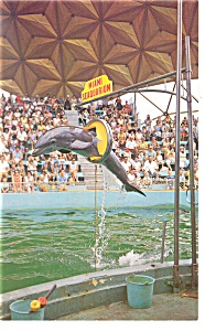 Miami Florida  The Seaquarium Postcard p11244 (Image1)