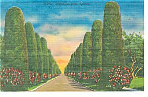 Stately Australian Pines Florida Postcard p11394 1946 (Image1)