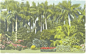 St Petersburg Palms at Sunken Gardens Postcard p11431 (Image1)