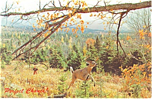 Deer Running in Autumn Woods Postcard p11632 1976 (Image1)
