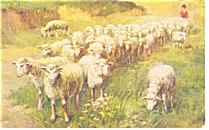 Flock Of Sheep Divided Back Postcard P11882 1908