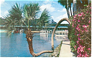 Lucky Palm Silver Springs Fl Postcard P11922 1958