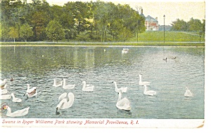 Providence Ri Swans In Roger Williams Park Postcard P12222