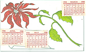 Poinsettia Postcard p12421 1908 (Image1)