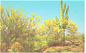 Palo Verde Trees Saguaro Cactus Postcard P12445
