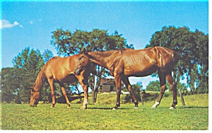   Horses Postcard p12484 (Image1)