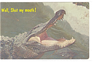 Alligator  Florida Postcard p13068x 1973 (Image1)