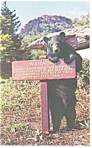 Mildred The Black Bea ,mascot Postcard P13143