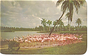 Hialeah FL Flamingos at Hialeah Race Track Postcard p14120 1953 (Image1)