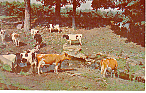 Cows A Pastoral Scene Postcard p14663 (Image1)