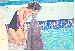Clearwater Marine Science Center FL Postcard p14974 (Image1)